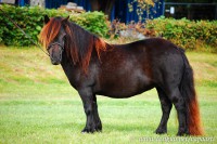 /album/sorbys-zonata/shetlanninponi-jpg/